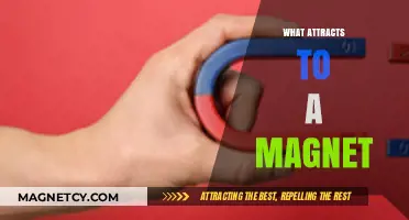 Magnetic Mysteries: Unveiling the Forces That Attract to Magnets