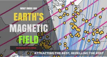 How Birds Navigate: Earth's Magnetic Field as a Natural Compass