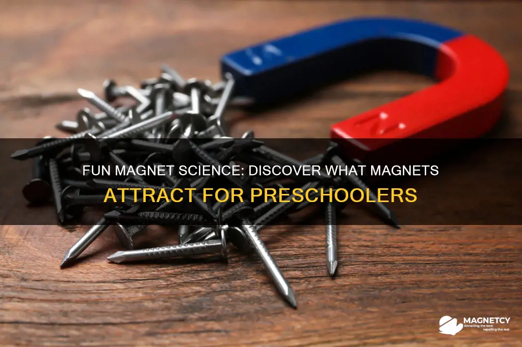 what do magnets attract science project for preschoolers