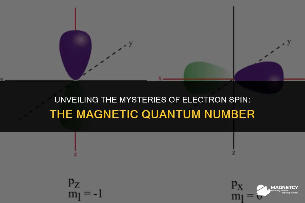 what does the magnetic quantum number determine
