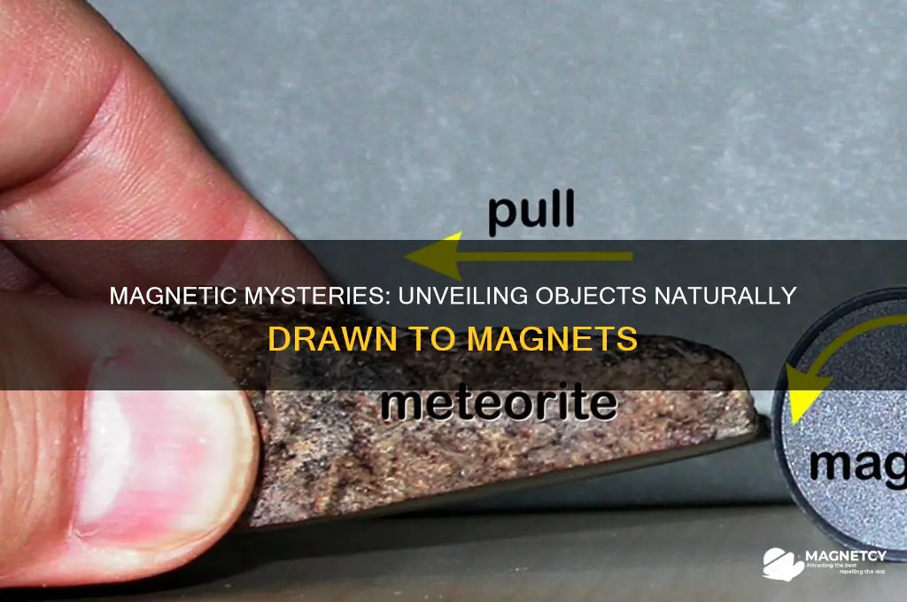 what object attracted by magnet