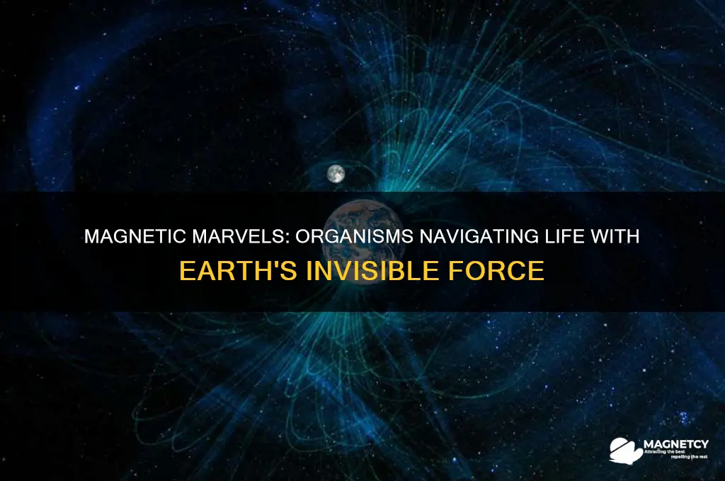 what organisms use magnetism in their daily life