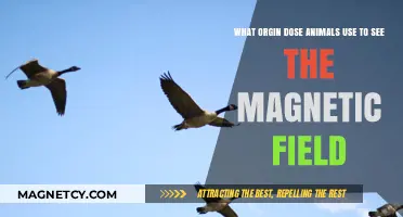 How Animals Detect Earth's Magnetic Field: The Science Behind Their Sixth Sense