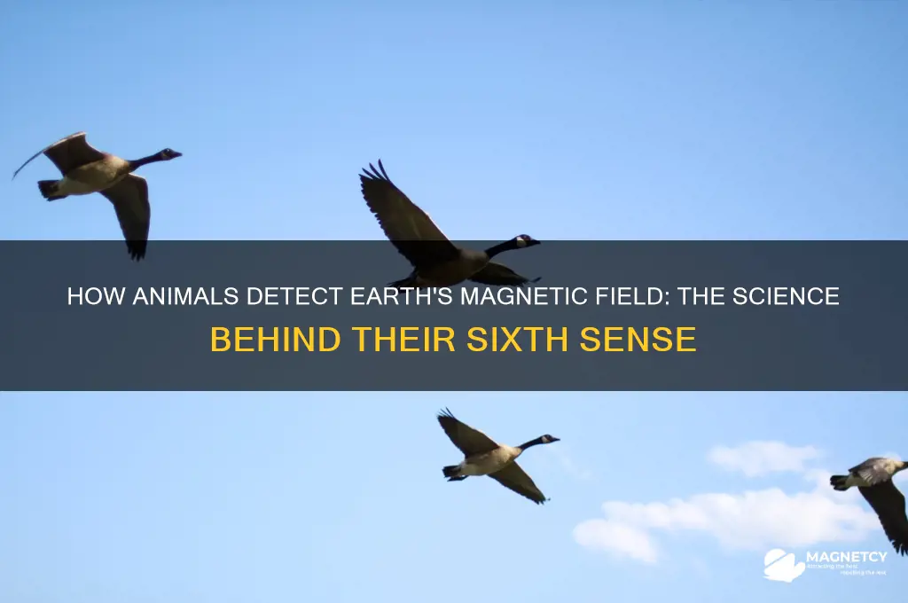 what orgin dose animals use to see the magnetic field