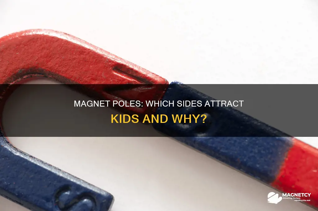 what poles of a magnet will attract kids