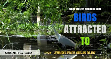 Birds and Magnetism: Exploring the Types of Magnets That Attract Avian Species