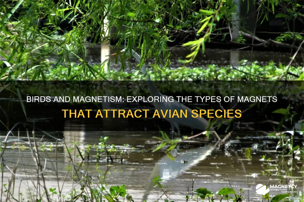 what type of magnetic that birds attracted to