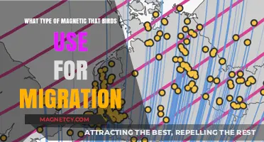 How Birds Navigate Migration Using Earth's Magnetic Fields