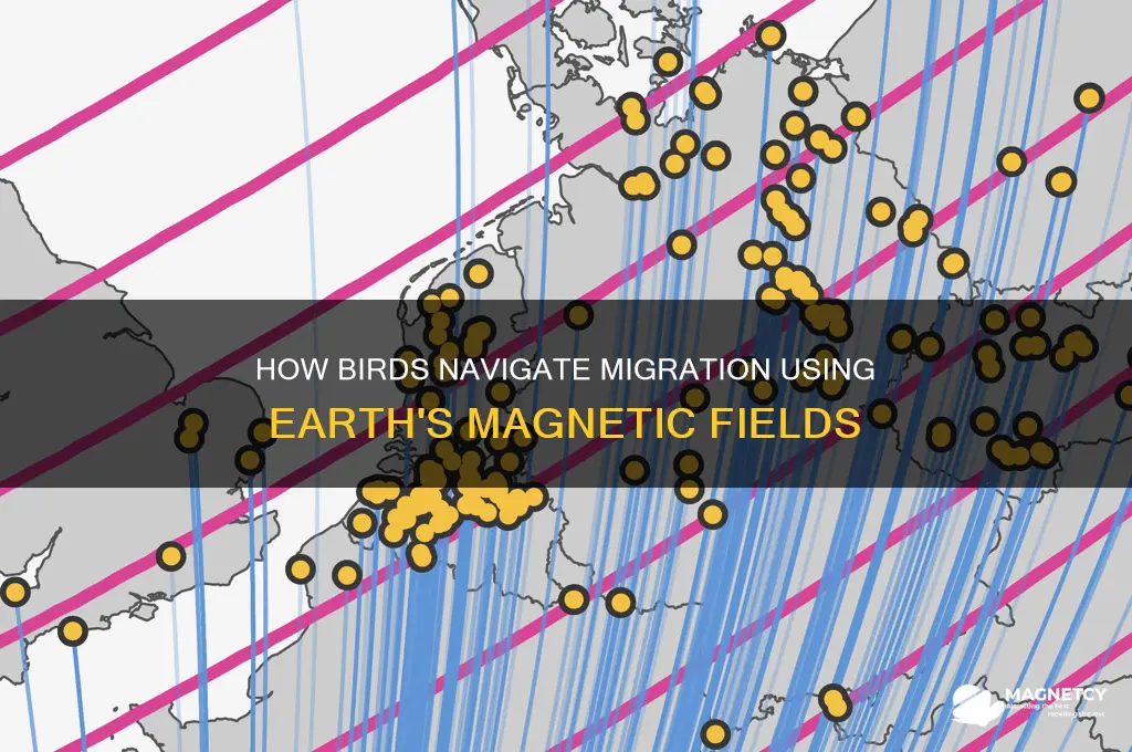 what type of magnetic that birds use for migration