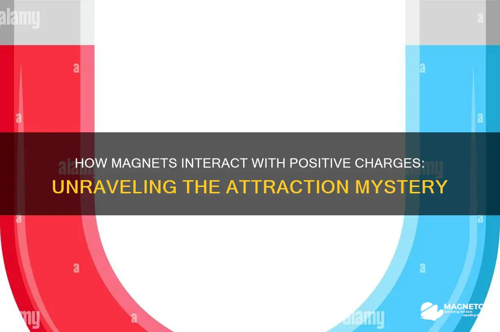what way is a magnet attracted to a positive charge