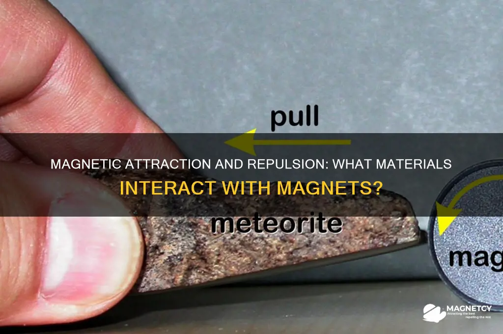 what will be attracted to or repelled by a magnet