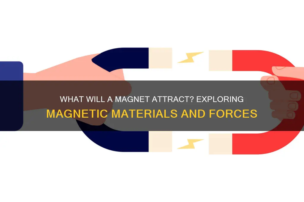 what will magnet attract to