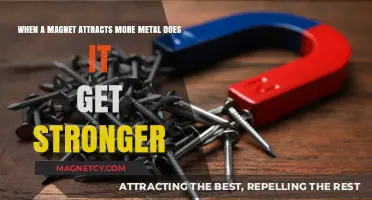 Does Magnet Strength Increase When Attracting More Metal? Exploring the Science