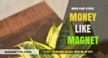 Attract Wealth Naturally: Plants That Magnetize Money and Prosperity