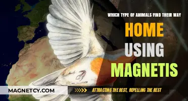 Magnetic Navigation: Animals That Use Earth's Field to Find Home