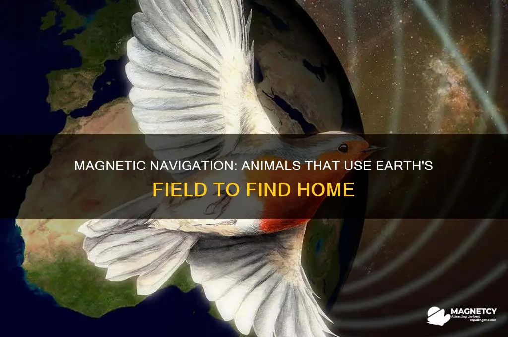 which type of animals find their way home using magnetism
