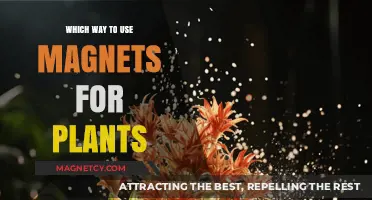 Magnetic Gardening: Effective Ways to Use Magnets for Plant Growth