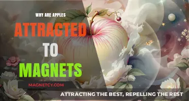 Apples and Magnets: Unraveling the Myth of Magnetic Attraction