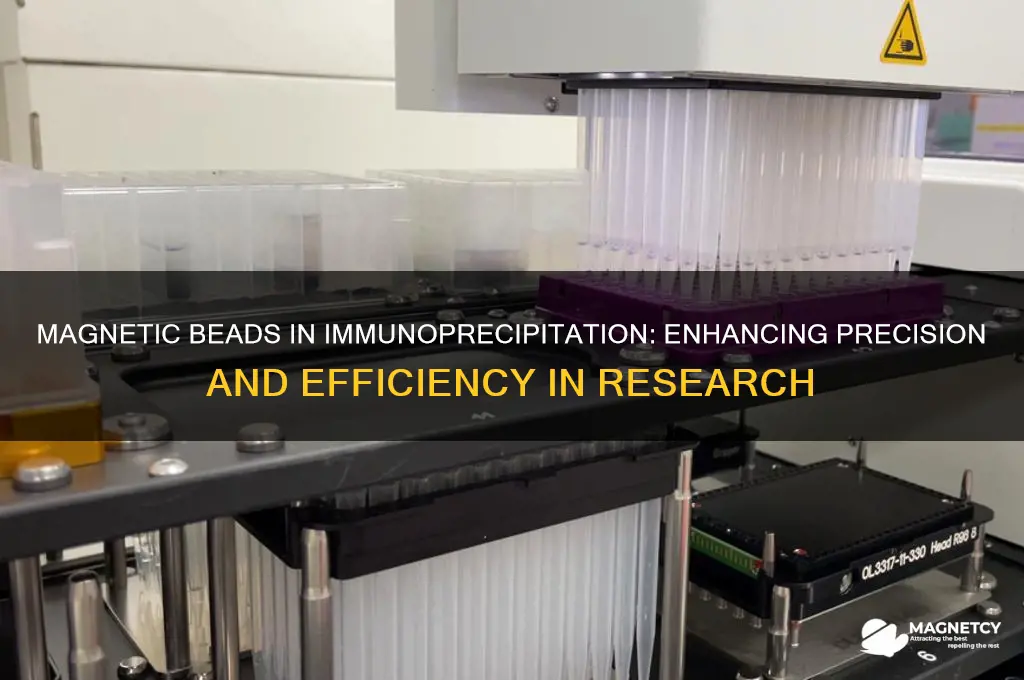 why are magnetic beads used for immunoprecipitation
