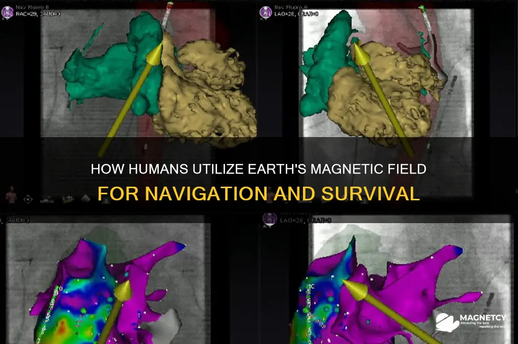 why can humans use the magnetic field
