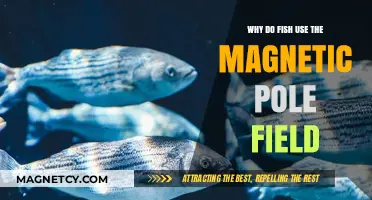 How Fish Navigate Oceans Using Earth's Magnetic Field