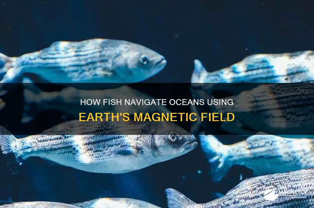 why do fish use the magnetic pole field