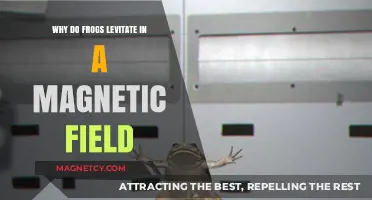 Defying Gravity: The Fascinating Science Behind Frogs and Magnetic Fields