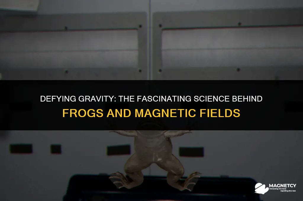 why do frogs levitate in a magnetic field