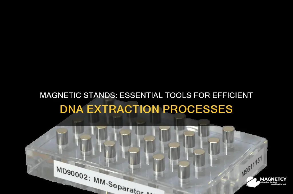 why is magnetic stand used in dna extraction