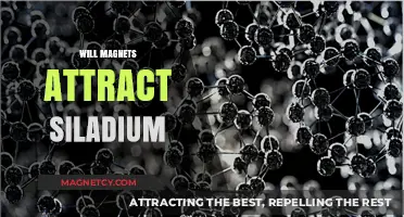 Will Magnets Attract Siladium? Exploring Magnetic Properties of This Alloy