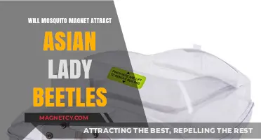 Mosquito Magnet and Asian Lady Beetles: Unlikely Attraction or Myth?