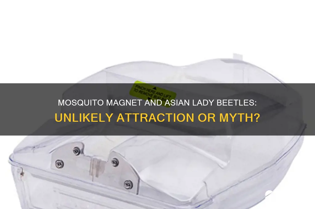 will mosquito magnet attract asian lady beetles