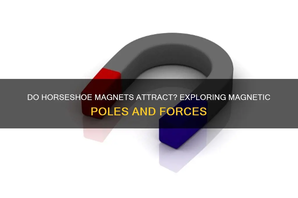 would two horseshoe magnets attract each other